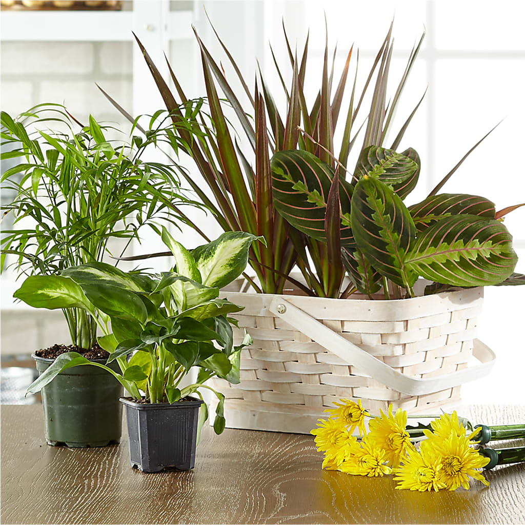 Florist Designed Blooming and Green Plants in a Basket – The Flower Garden, Nettleton MS