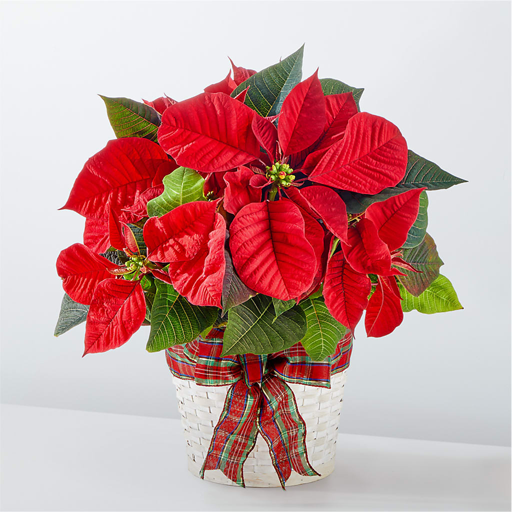 Happiest Holidays Poinsettia – The Flower Garden, Nettleton MS