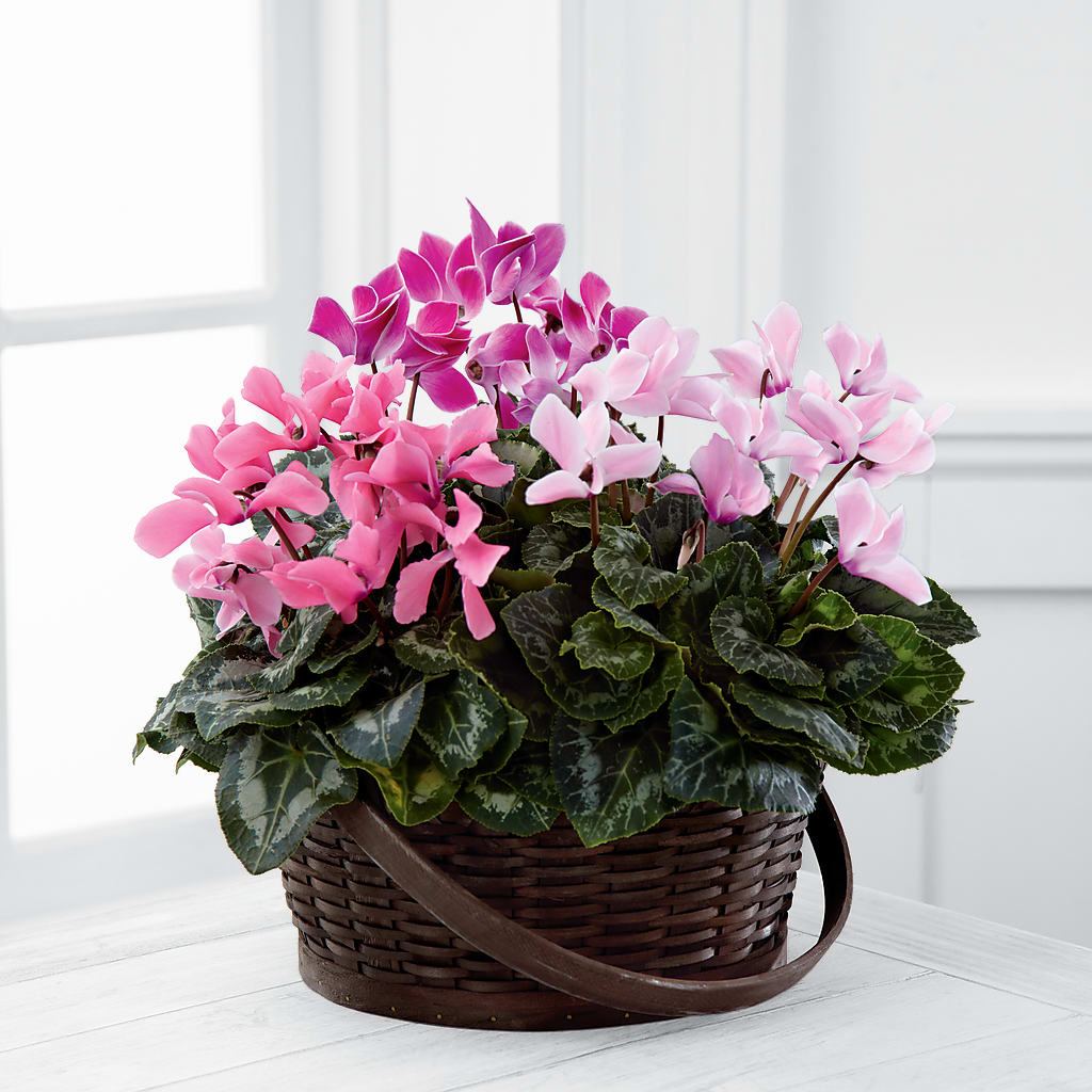 Mixed Cyclamen Planter – The Flower Garden, Nettleton MS