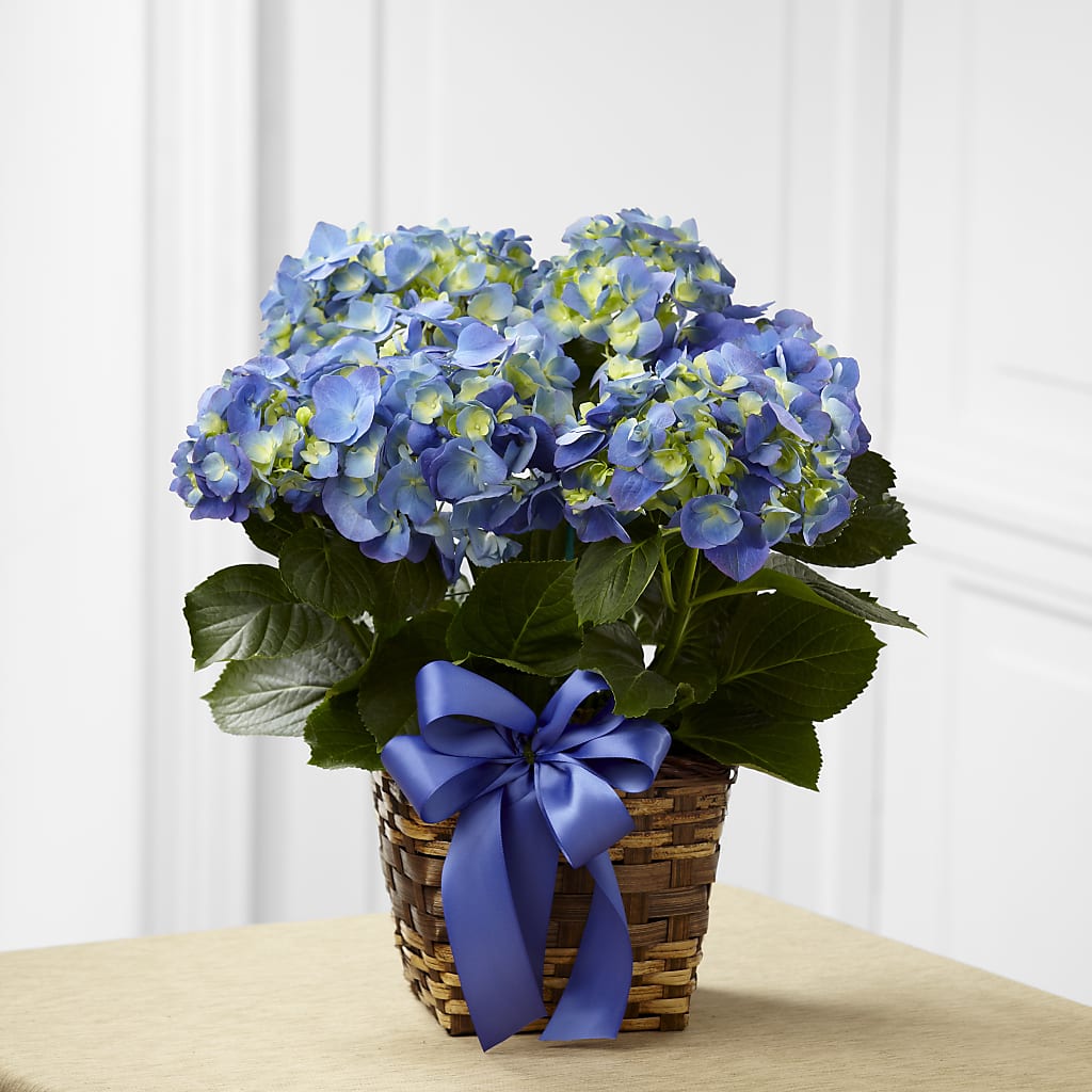 Blue Hydrangea Planter – The Flower Garden, Nettleton MS
