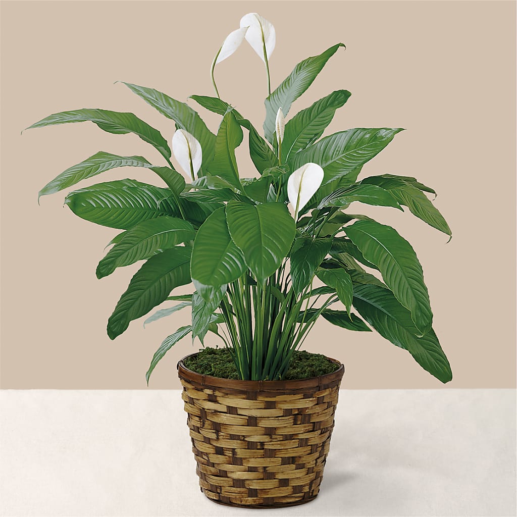 Tranquil Moments Peace Lily Plant – The Flower Garden, Nettleton MS