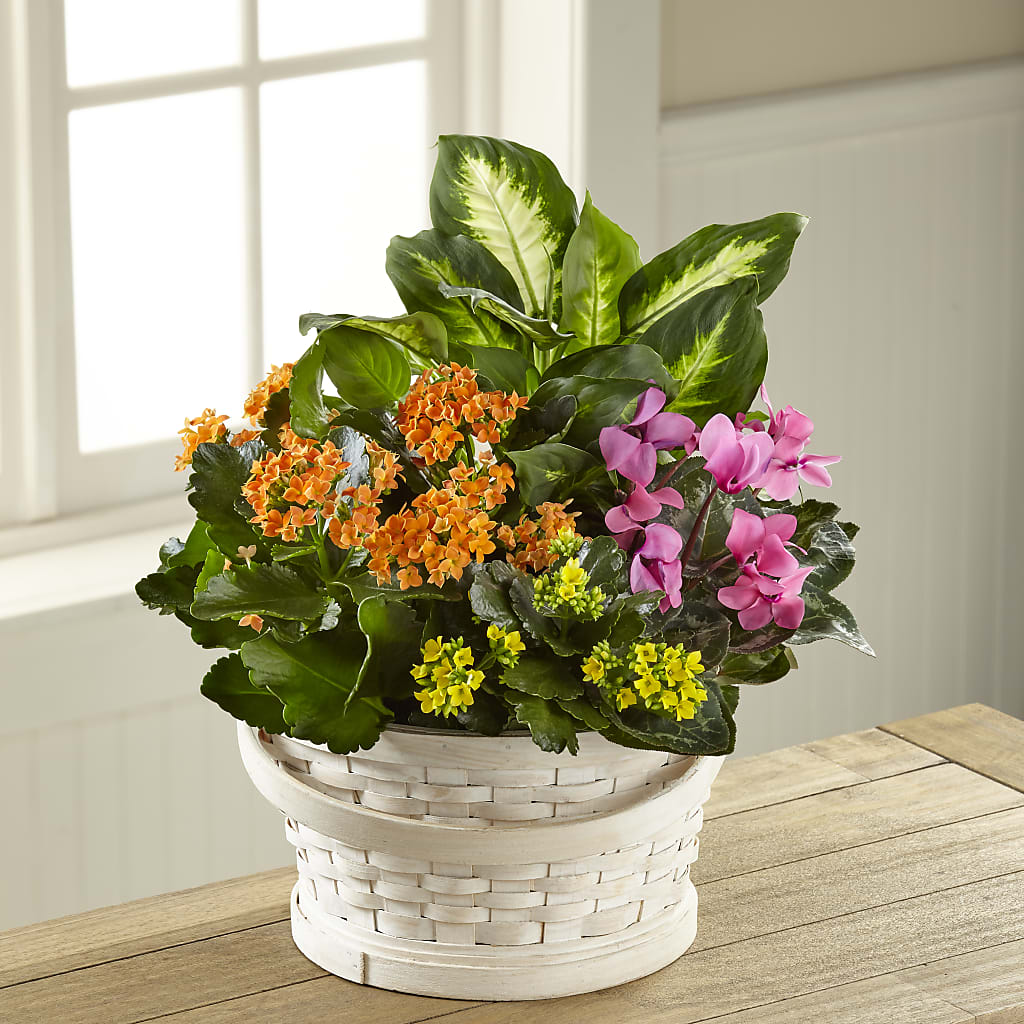 Color Crush Dishgarden – The Flower Garden, Nettleton MS