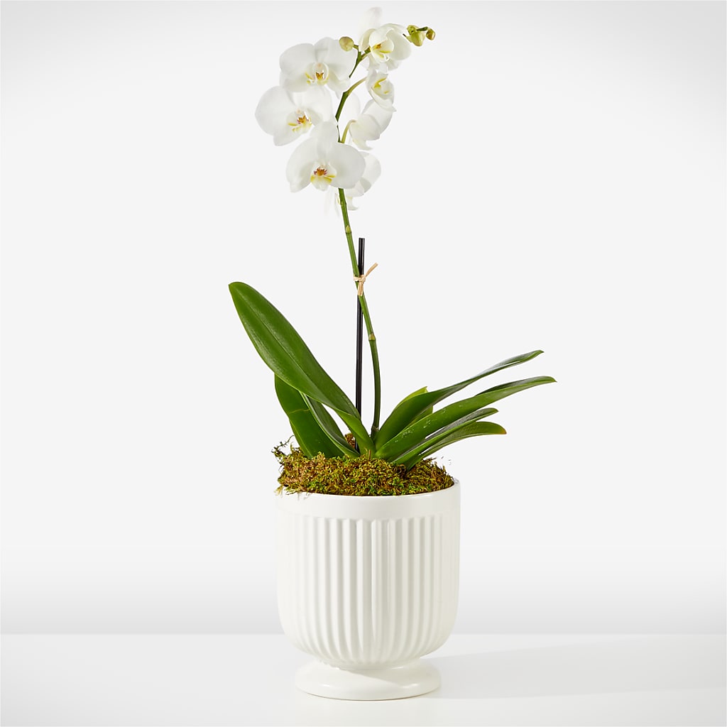 Whispering White Orchid – The Flower Garden, Nettleton MS