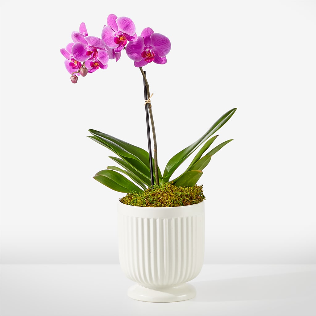 Friendly Fuchsia Orchid – The Flower Garden, Nettleton MS