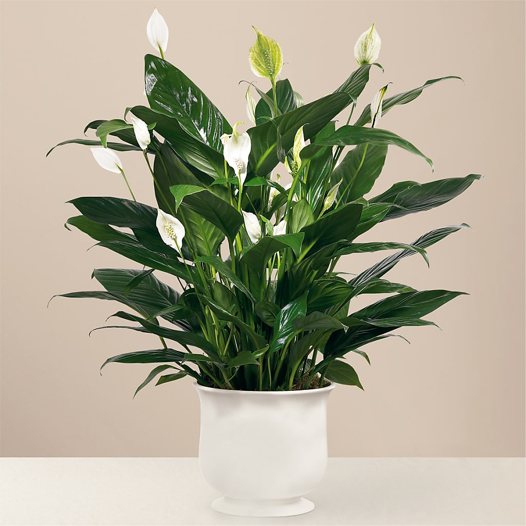 Comfort Planter – The Flower Garden, Nettleton MS