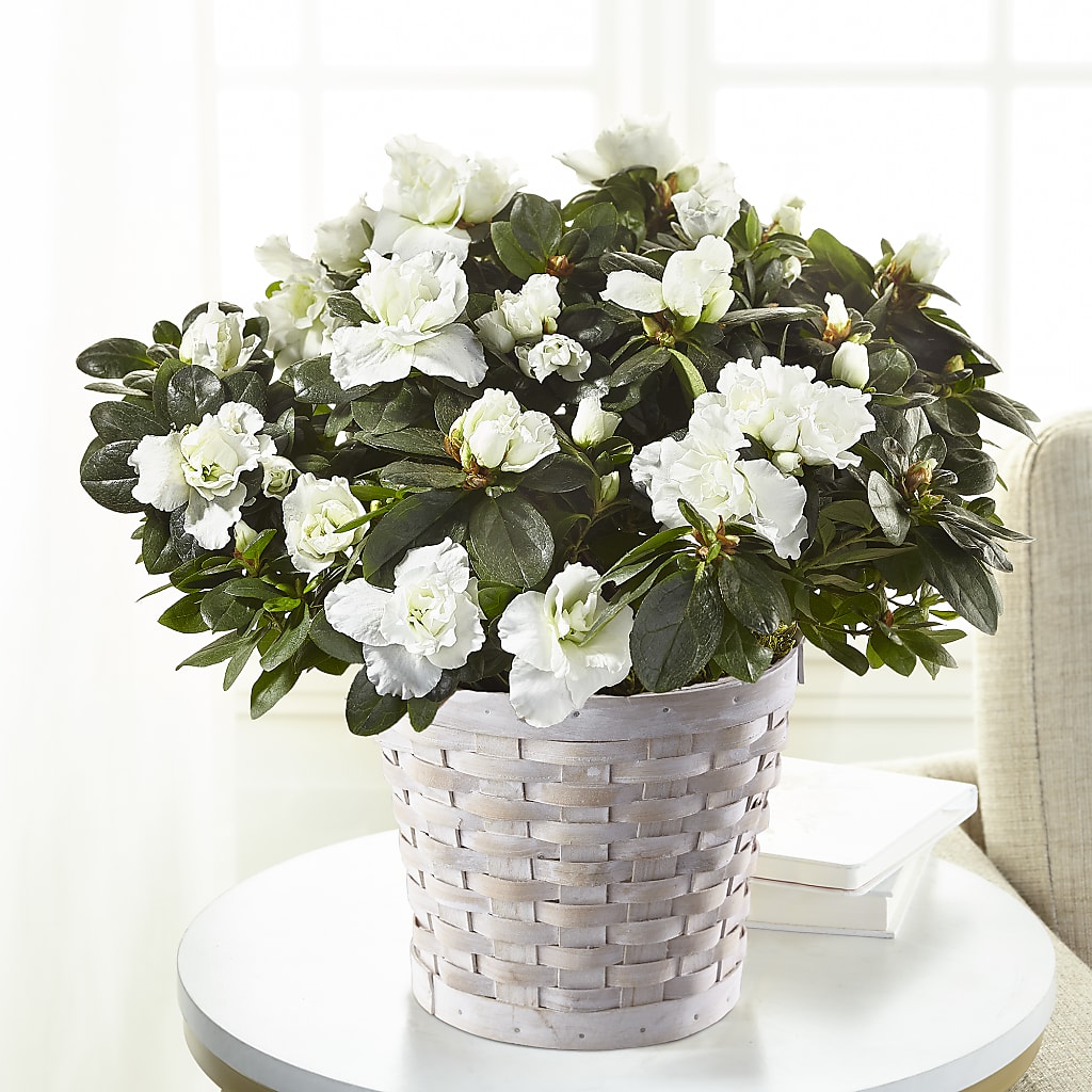 White Azalea Plant – The Flower Garden, Nettleton MS