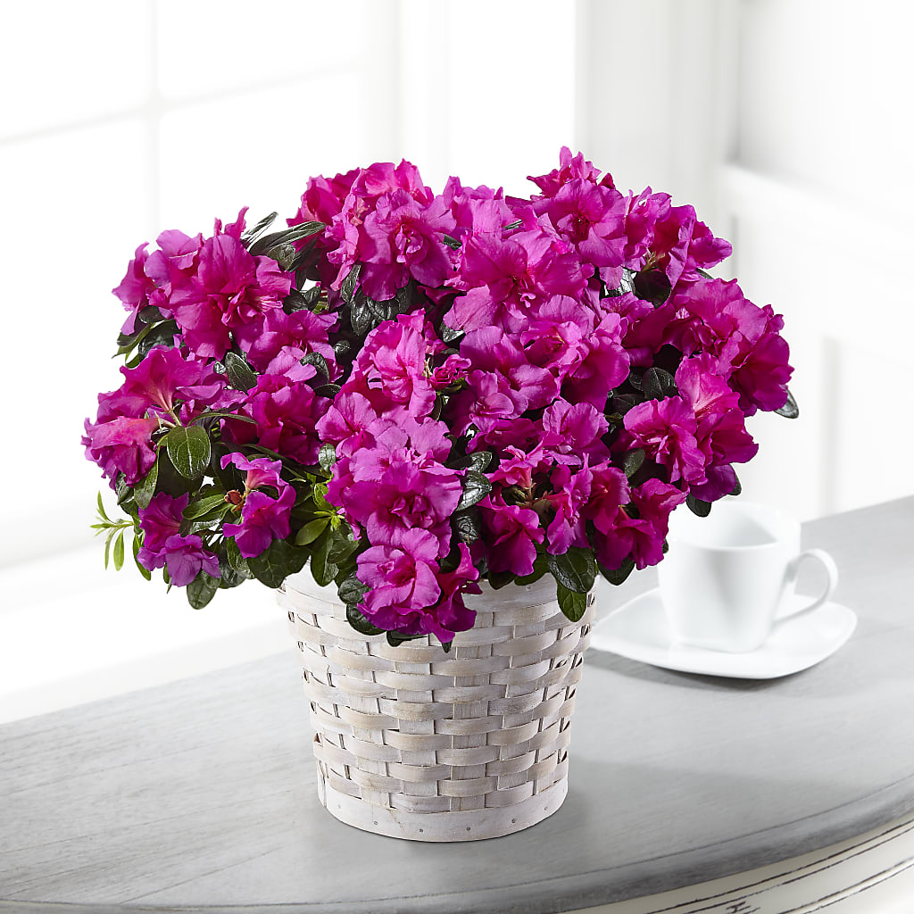 Hope & Serenity Azalea Plant – The Flower Garden, Nettleton MS
