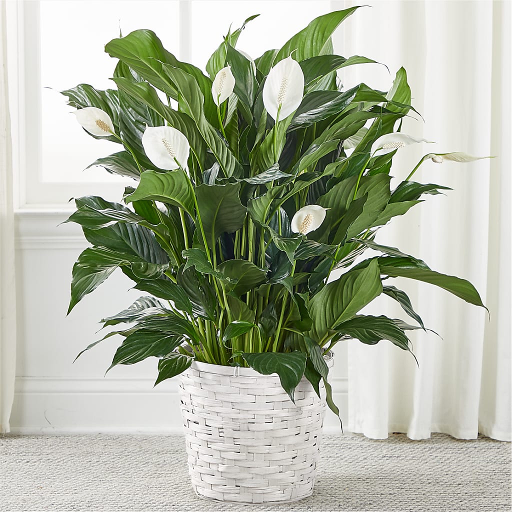 A New Leaf Peace Lily – The Flower Garden, Nettleton MS