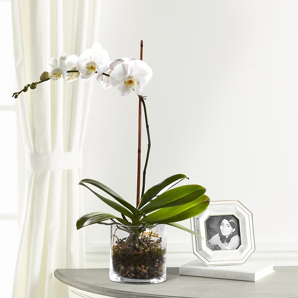 White Orchid Planter – The Flower Garden, Nettleton MS