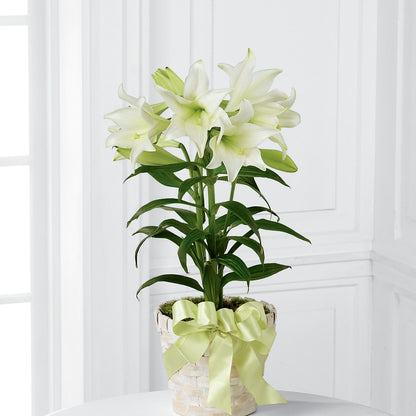 Easter Lily Plant –  The Flower Garden, Nettleton MS