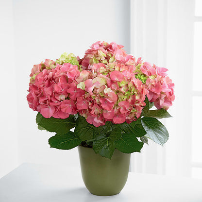 Pink Hydrangea Planter –  The Flower Garden, Nettleton MS