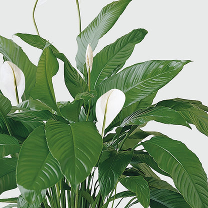 Tranquil Moments Peace Lily Plant –  The Flower Garden, Nettleton MS