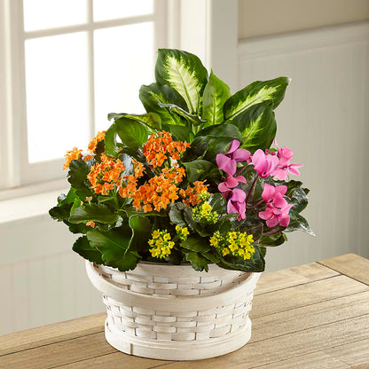 Color Crush Dishgarden –  The Flower Garden, Nettleton MS