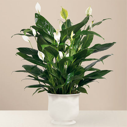 Comfort Planter –  The Flower Garden, Nettleton MS