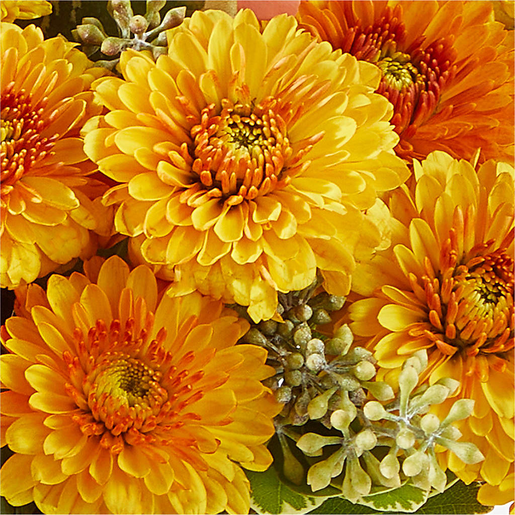 Peachy Pumpkin –  The Flower Garden, Nettleton MS