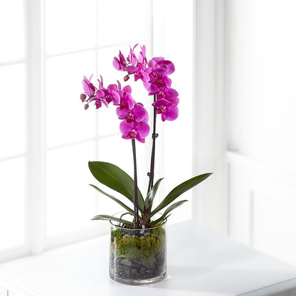 Pink Orchid Plant –  The Flower Garden, Nettleton MS