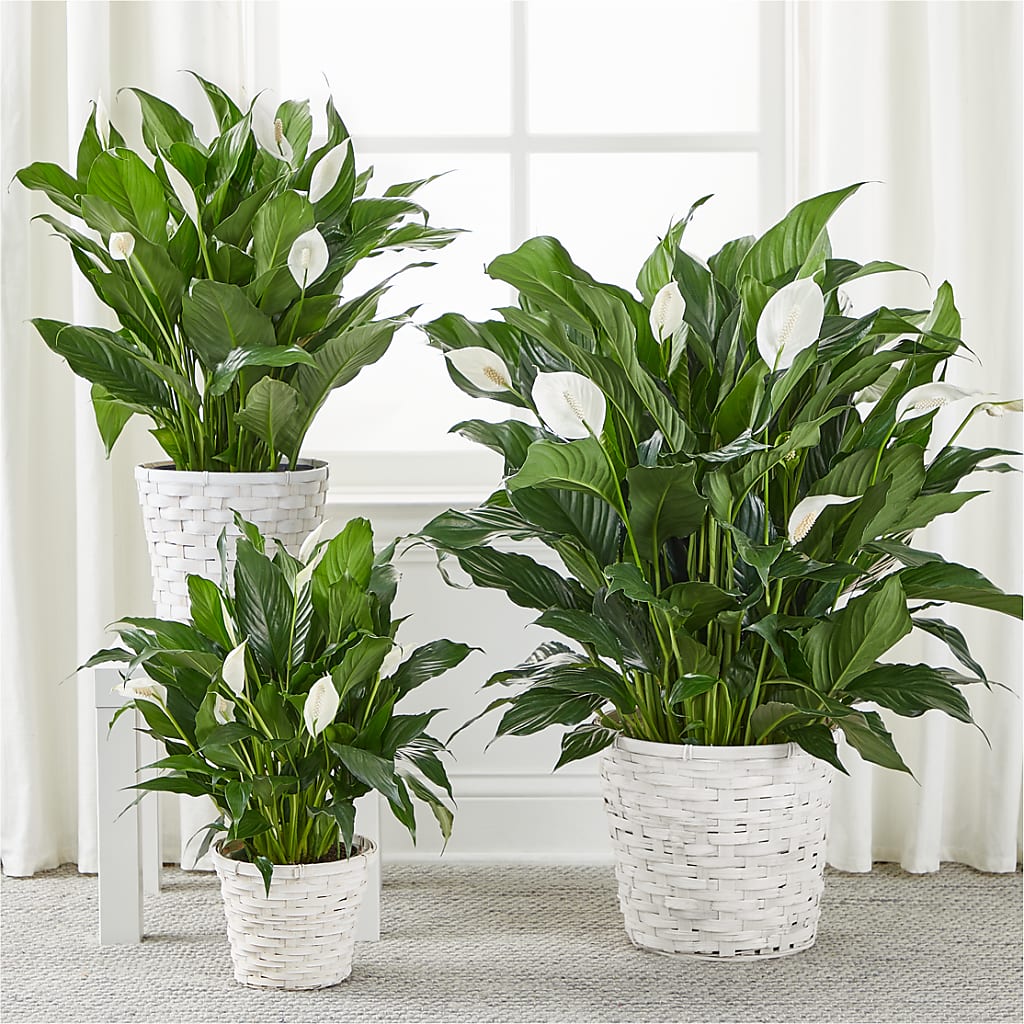 A New Leaf Peace Lily –  The Flower Garden, Nettleton MS