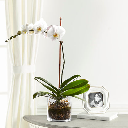 White Orchid Planter –  The Flower Garden, Nettleton MS