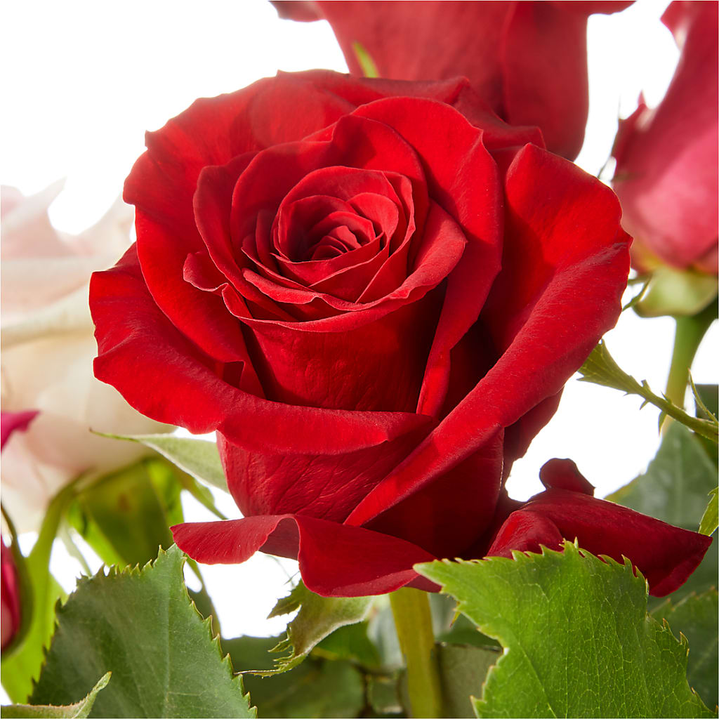 Love Notes Rose Bouquet –  The Flower Garden, Nettleton MS